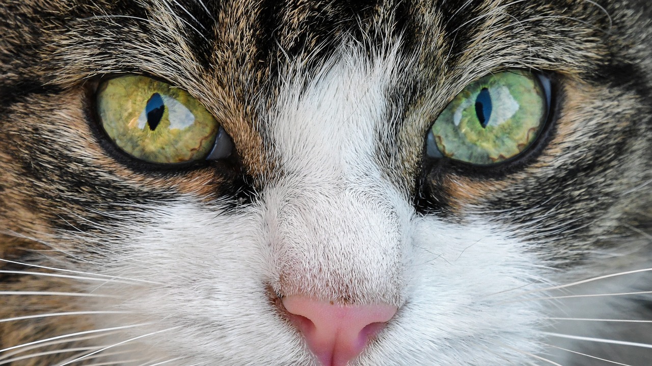 The Affectionate Nature of the Scottish Fold